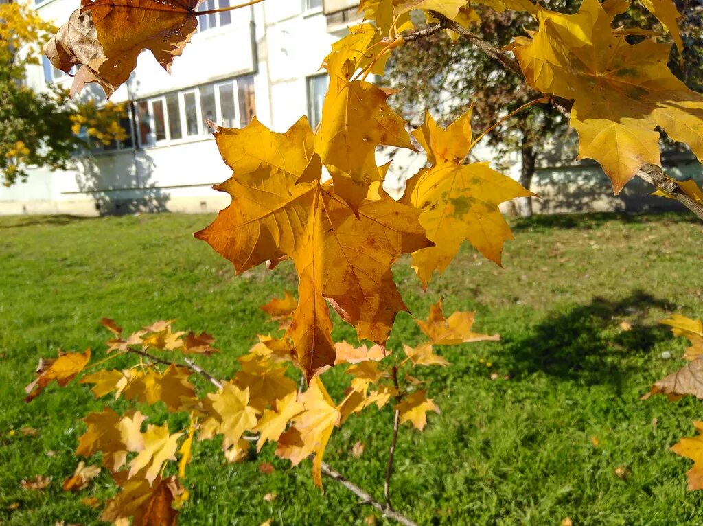 Солнечный осенний день. Осенние листья кружатся. Закружи листочки осень. Город осень кружатся листья. Листья желтые кружатся оригинал