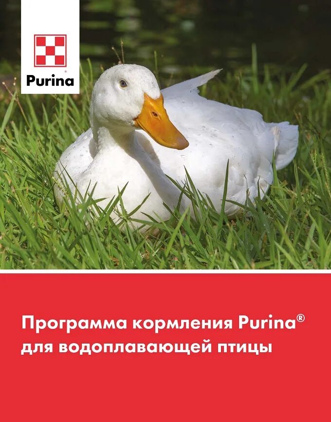 Корм для водоплавающих птиц пурина. Корм для водоплавающих птиц. Комбикорм пурина водоплавающие. Пурина для водоплавающей птицы. Пурина для водоплавающих.