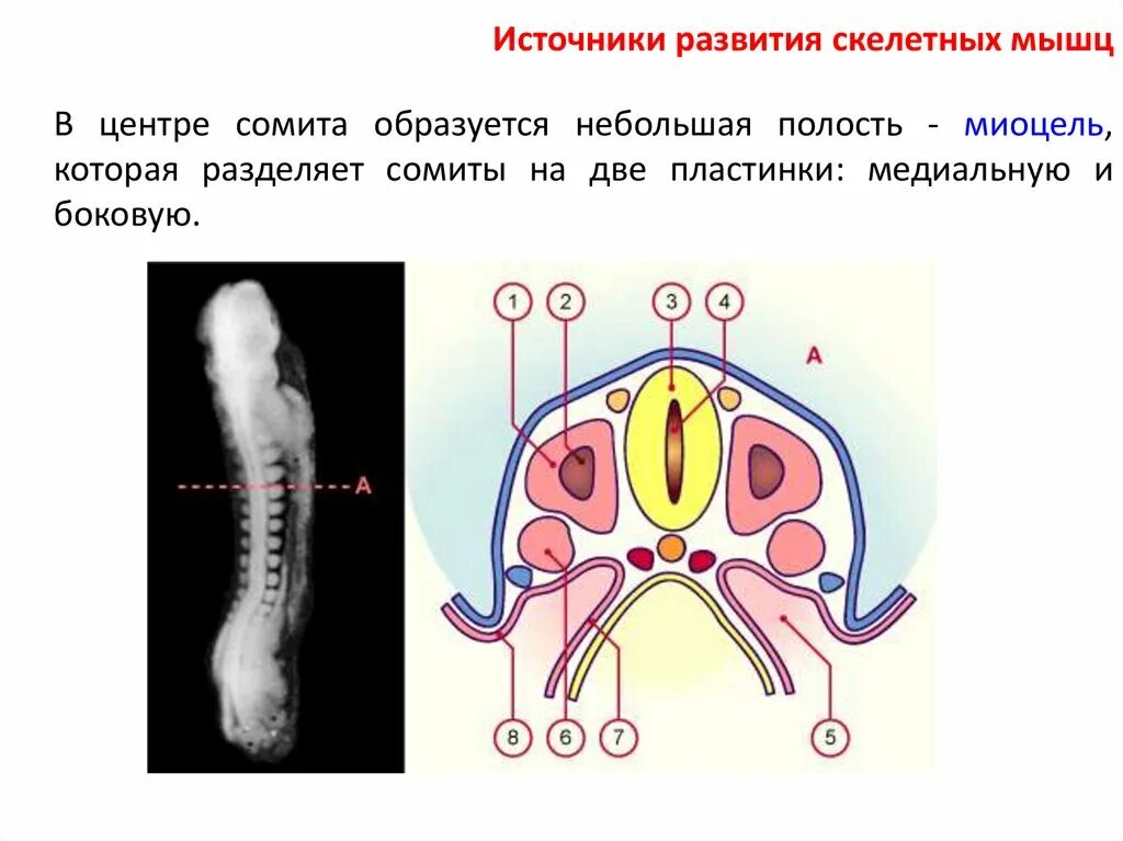 Мезодерма Сомит. Сомиты человека. Части сомитов. Сомиты образуются из.