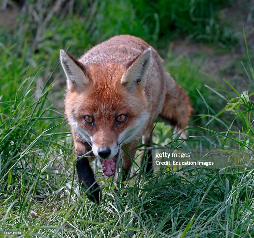 Бешеные лисы. Бешеная лиса. Бешеная лиса. Лиса нападает. Лиса в дикой природе.