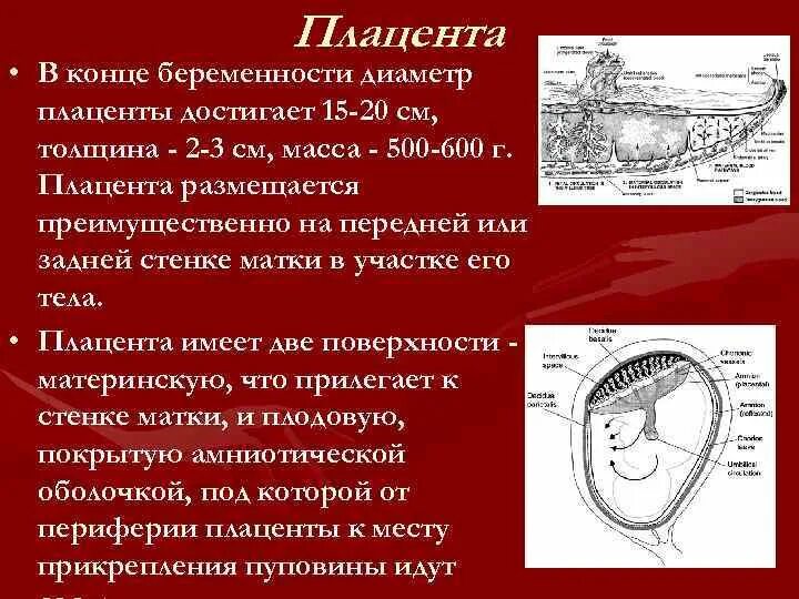 Масса плаценты при беременности. Толщина плаценты. Структура плаценты норма.