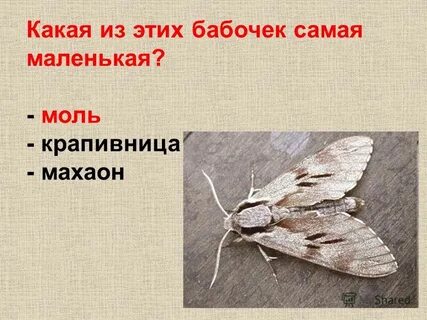 Мало моли