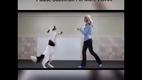 Собака танцует под песню