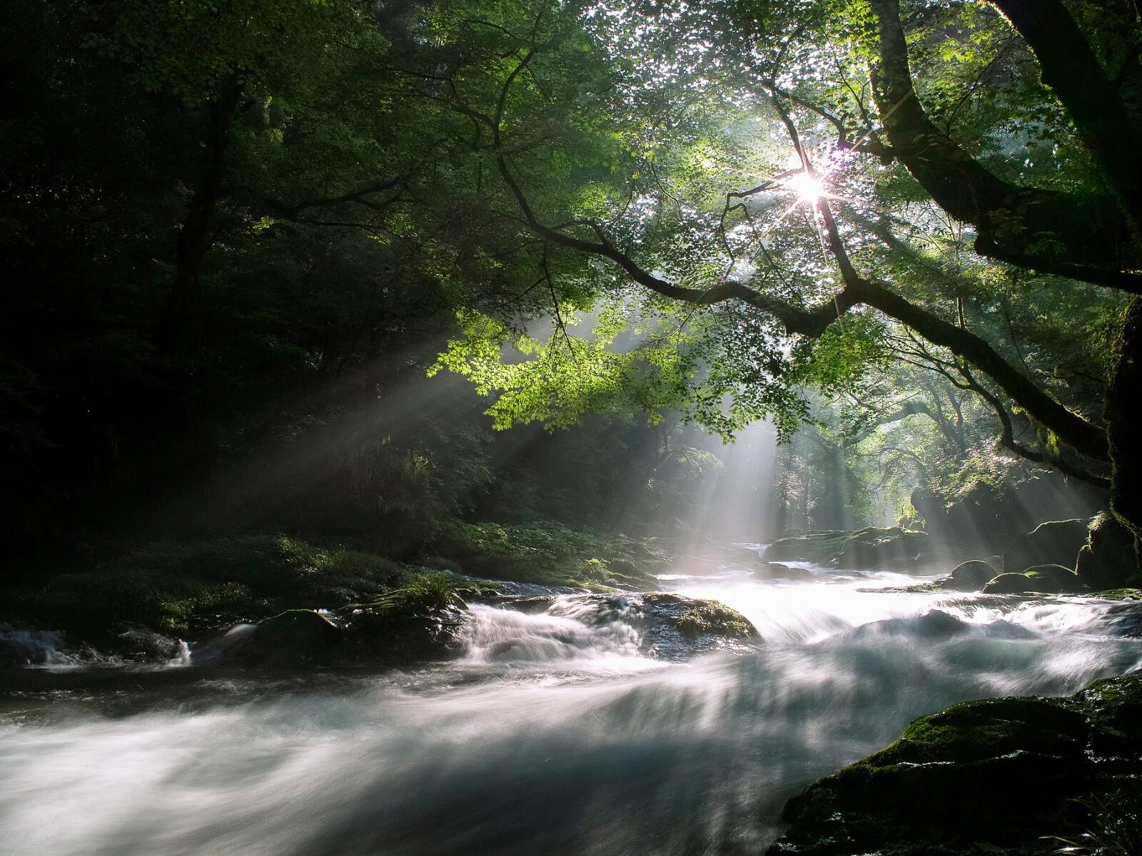 Поток природы. Зеленый ручей. Водными потоками лес. Ручей водопад. Река с водопадом.
