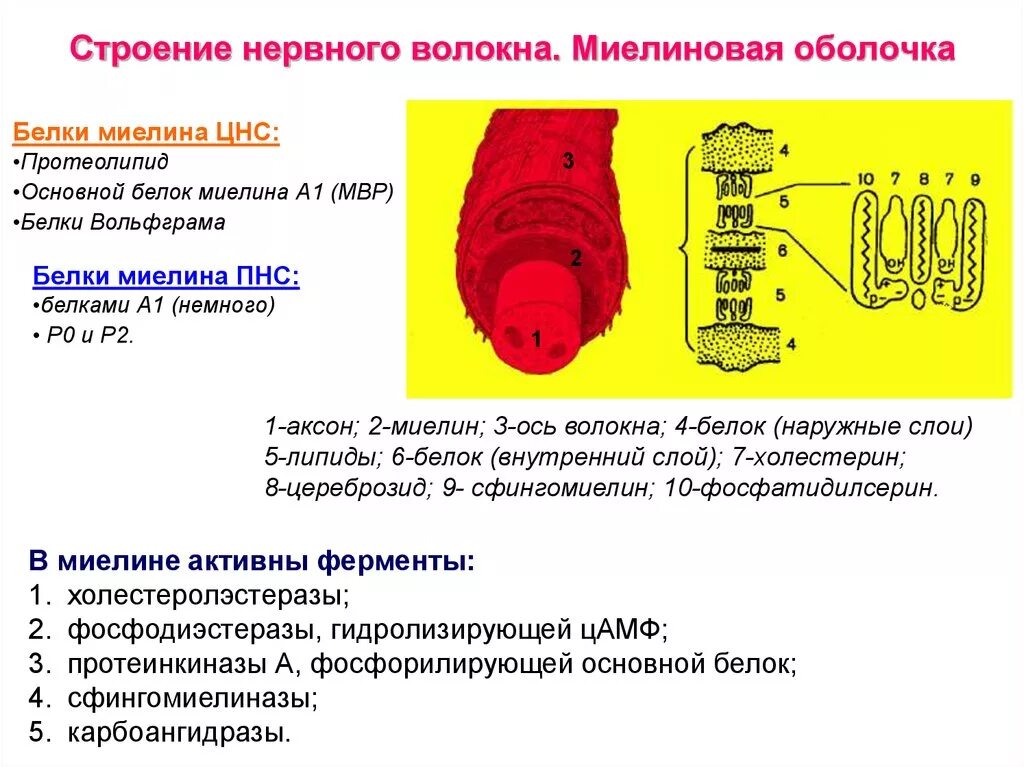 Миелиновая оболочка функции. Строение безмиелиновой оболочки. Состав миелиновой оболочки нервного волокна. Миелиновая это миелиновая оболочка. Миелиновые оболочки образование строение и функции.