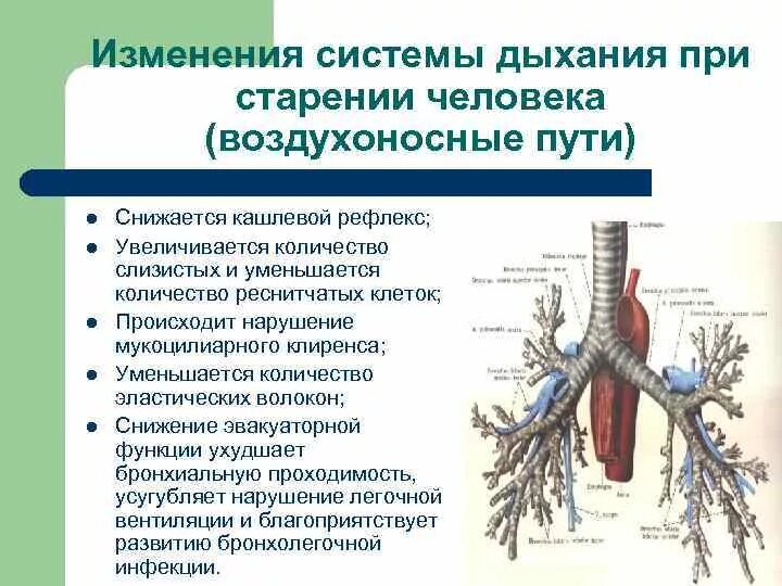 Возрастные изменения в легких. Возрастные изменения бронхов:. Изменения в органах дыхания при старении. Изменения в системе органов дыхания при старении. Изменения системы дыхания при старении человека.