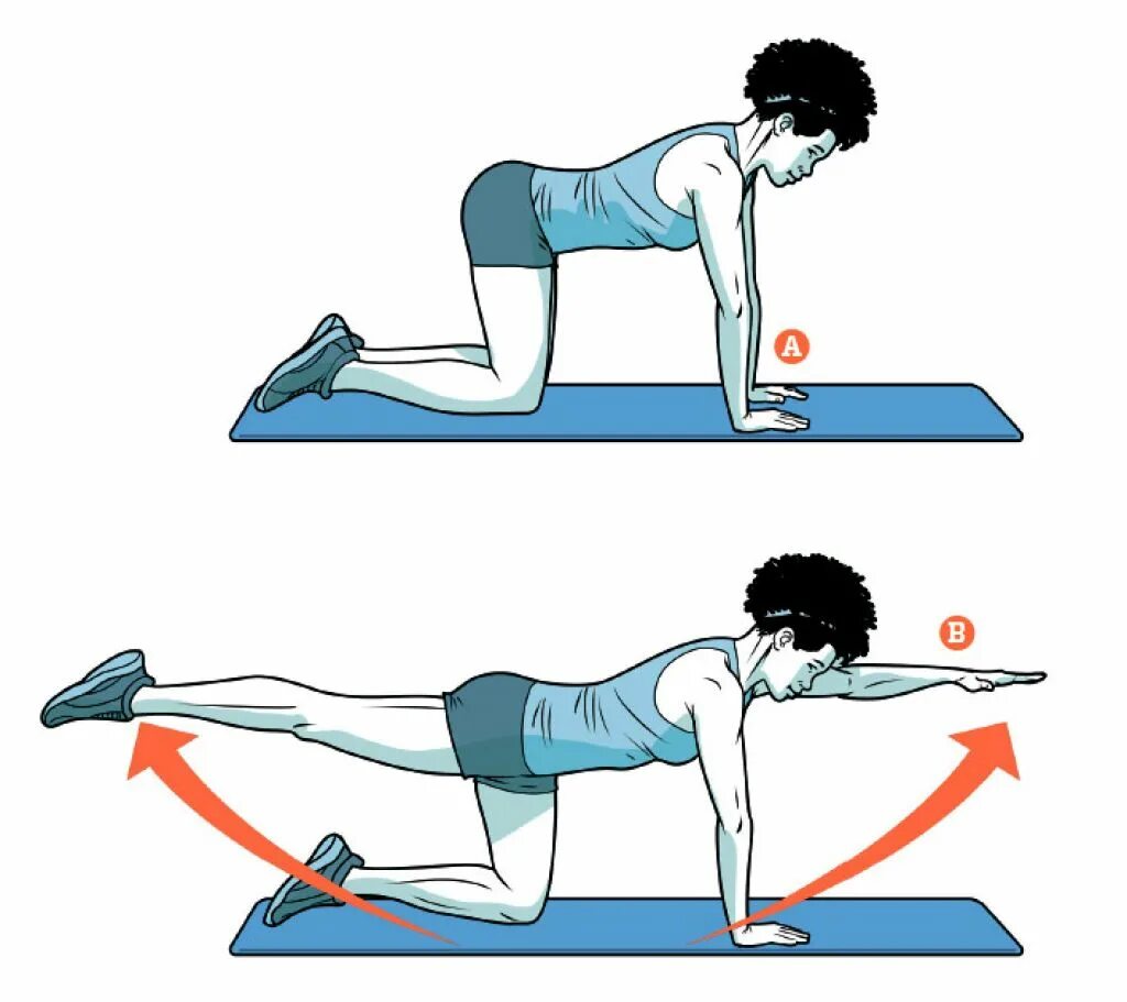 Нужен подъем. Упражнения для мышц спины. Мышца выпрямляющая позвоночник упражнения. Упражнения для укрепления мышцы выпрямляющей позвоночник. Собака и птица упражнение.
