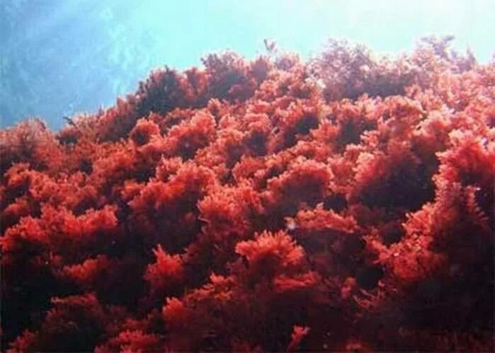 Красные водоросли или багрянки. Каллитамнион водоросль. Красные водоросли багрянки. Глубоководная красная водоросль.