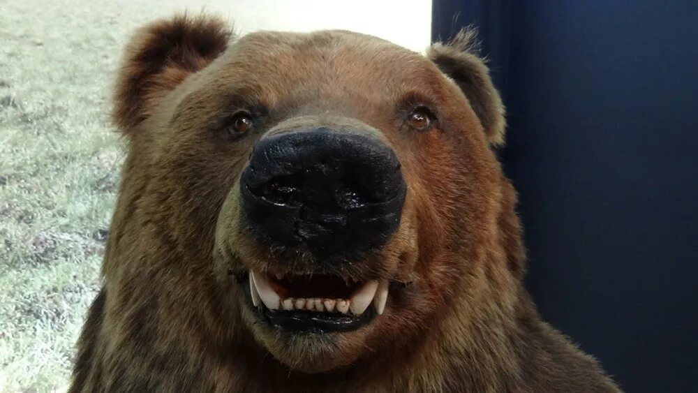 Медведь улыбается. Селфи с медведем. Медведь смеется. Смешной медведь.