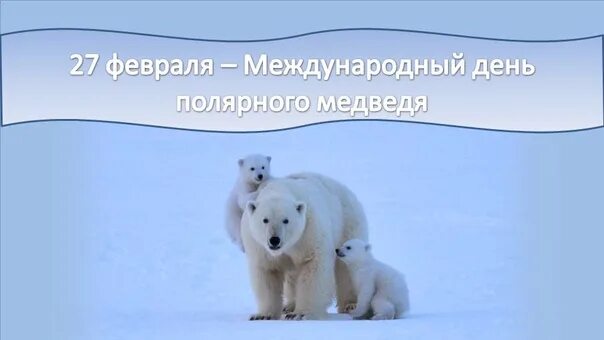 Международный день белого медведя. 27 Февраля Международный день белого медведя. День полярного медведя. Международный день полярного (белого) медведя. День медведя сценарии