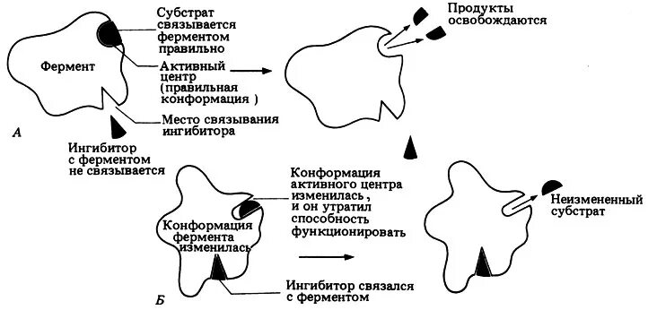 Конформация фермента. Схема ингибирования фермента. Ингибирование ферментативных реакций. Неконкурентные ингибиторы ферментов. Ингибирование активного центра.