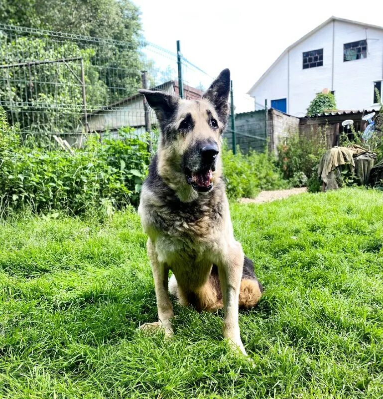 овчаркоманда спб