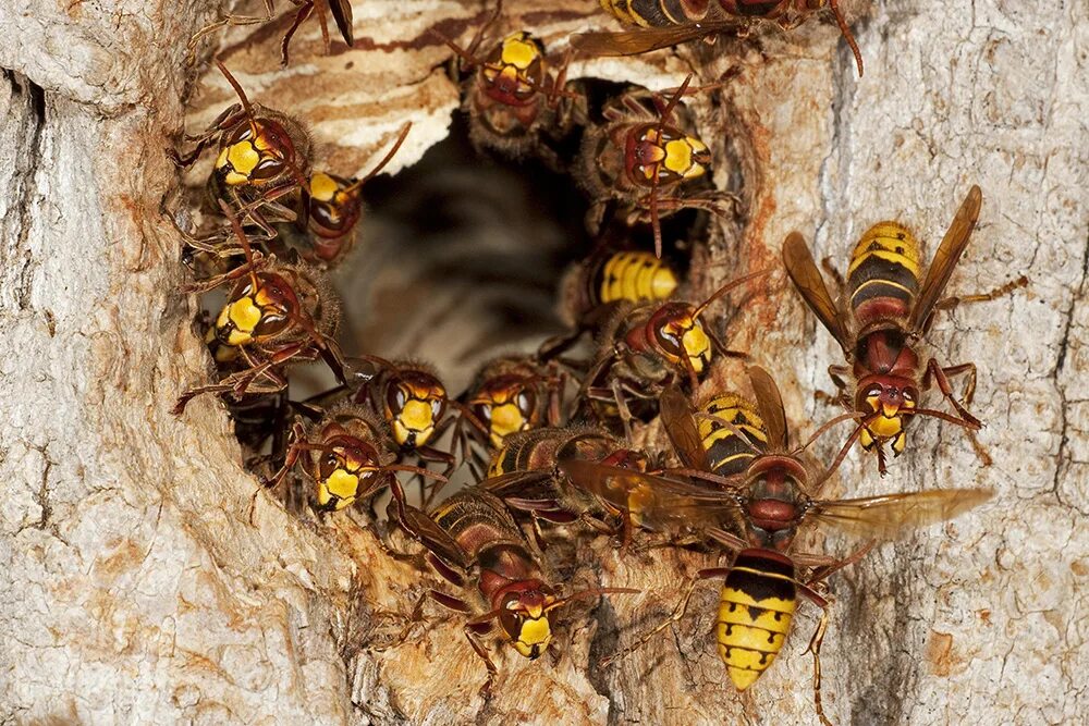 Нападения ос. Шершень гнездо Рой. Шершень Европейский (Vespa crabro). Гигантский азиатский Шершень гнездо. Vespa mandarinia гнездо.