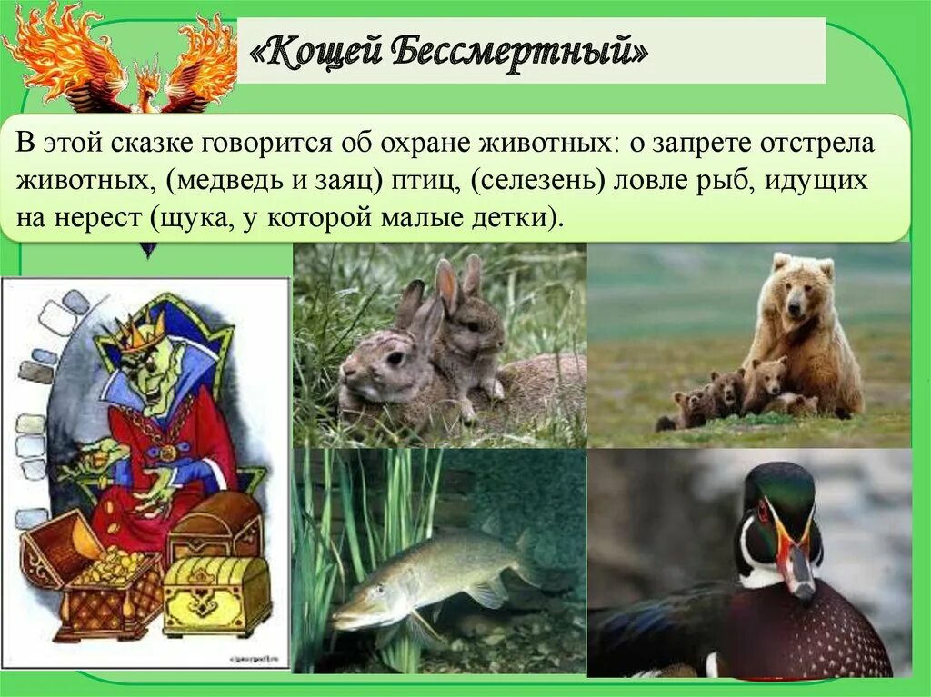Вопросы охрана животных. Охрана животных. охраняемые животные костромской области. охраняемые животные эстонии список.
