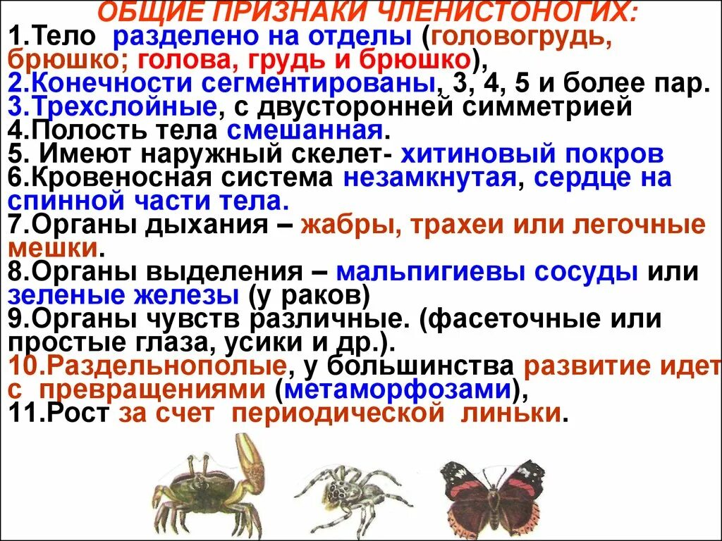 Членистоногие какой тип. Характерные признаки членистоногих. Биология 7 класс признаки животных Тип Членистоногие. Укажите характерные признаки типа Членистоногие:. Характерные признаки членистоногих 7.