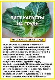 Капустный лист на молочную железу