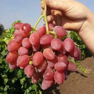 Кишмиш сорт мечта