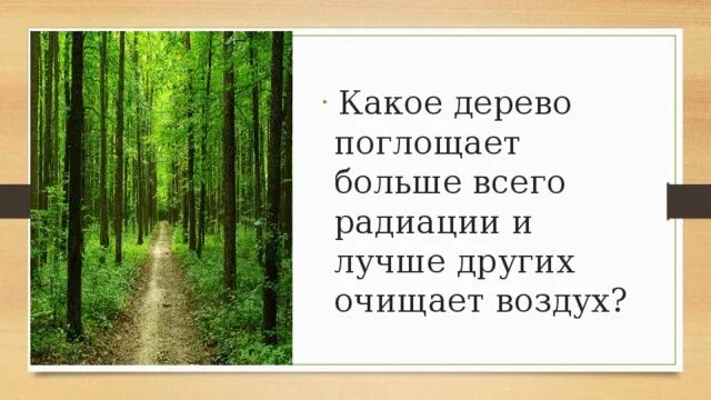 Какое дерево поглощает больше. Какое дерево оучще очищакт вощдуз. Какие деревья лучше всего очищают воздух. Какое дерево лучше всего очищает воздух. Деревья лучше очищающие воздух