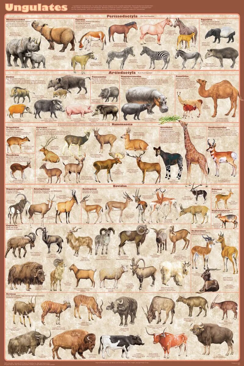 Какие домашние млекопитающие. Млекопитающие животные. Плакат. Животные. Млекопитающие домашние животные. Плакат про животных.