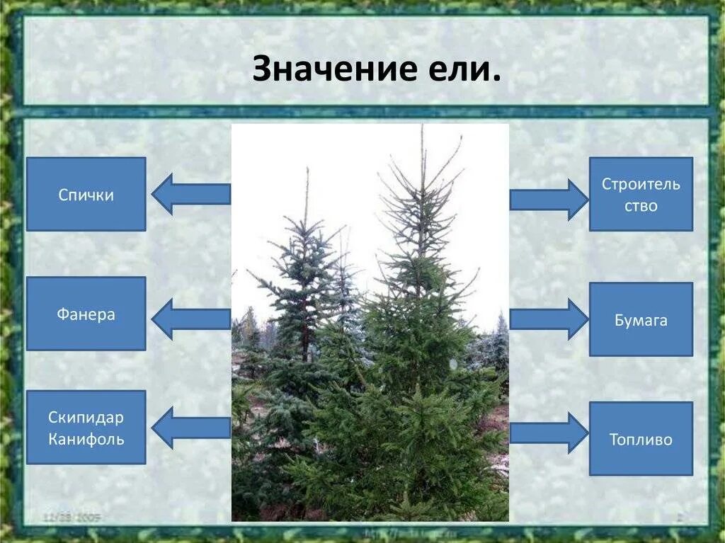 Какое значение хвойных. Ель строение дерева. Ель и её строение. Значение ели в природе. Голосеменные растения хвойные голубая ель.