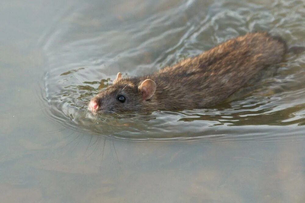 Мышь полевка водяная. Водяная полёвка водяная крыса. Водяная полёвка водяная крыса рыжая. Крыса плавает. Можно мыть мышей