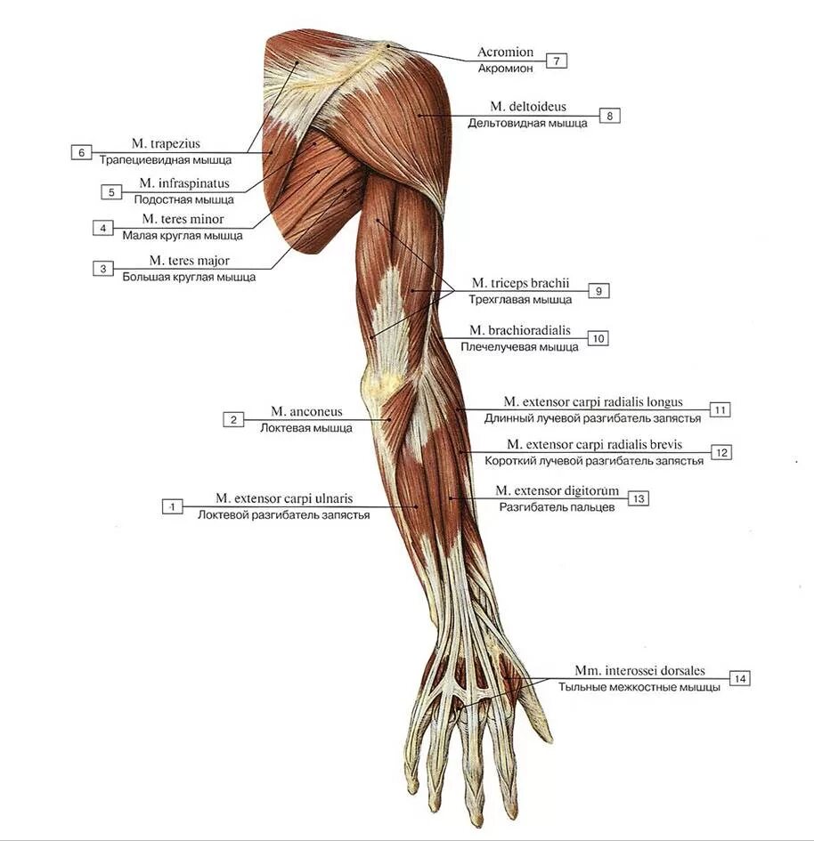 Анатомия верхней конечности. Мышцы пояса верхней конечности анатомия. Мышцы и фасции верхней конечности. .Мышцы верхней конечности (плечо и предплечье). Мышцы плечевого пояса и свободной верхней конечности.