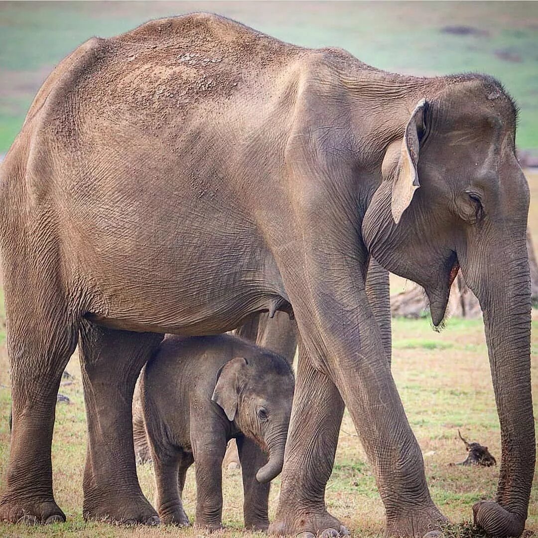Африканский и индийский слон. Африканские слоны. Индийские слоны. Чем отличается индийский слон от африканского 1