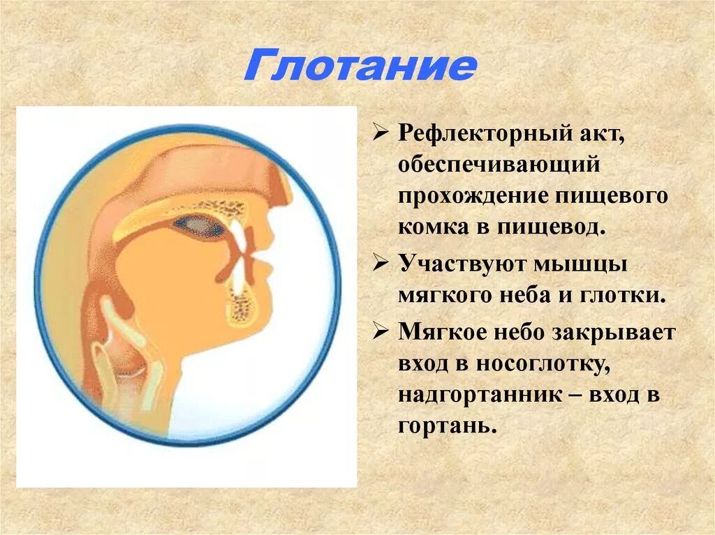 Рефлекторный акт глотания. Глотательный рефлекс. Проглатывание пищевого комка. Глотание движение пищи в глотке и пищеводе.