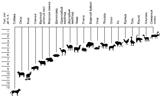 Таблица происхождение и одомашнивание животных. Одомашнивание животных схема. Одомашнивание диких животных таблица. Хронология одомашнивания животных.