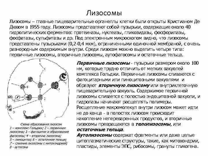 Слияние лизосомы с фагоцитозным пузырьком. Схема образования первичной лизосомы. Строение структура лизосомы. Первичные и вторичные лизосомы функции. Лизосомы образуются в.