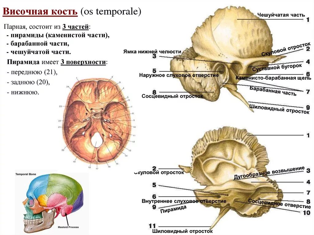 Височная кость Чешуйчатая часть барабанная каменистая. Височная кость анатомия каменисто барабанная щель. Пирамида (каменистая часть) височной кости. Височная кость задняя поверхность пирамиды. Изменения височной кости