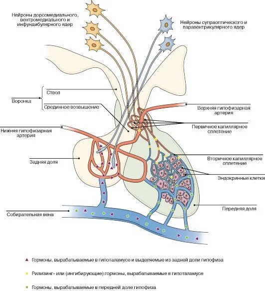 Гипофиз кровеносная система. Схема гипоталамо-гипофизарной нейросекреторной системы. Гипоталамус схема нейрогипофиз. Гипоталамо-нейрогипофизарная система гистология. Гипоталамо-гипофизарная система схема гистология.