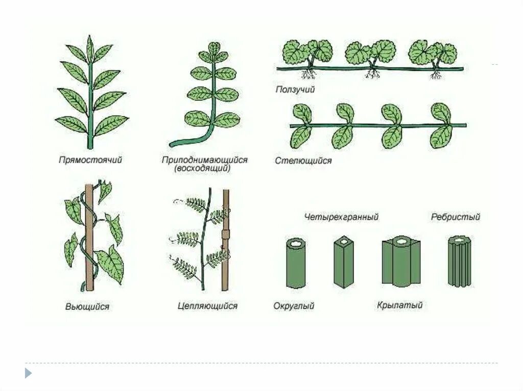 Почему у растений разные формы. Типы стеблей растений. Типы стеблей биология 6. Типы стеблей по форме поперечного сечения. Типы стеблей по положению в пространстве.