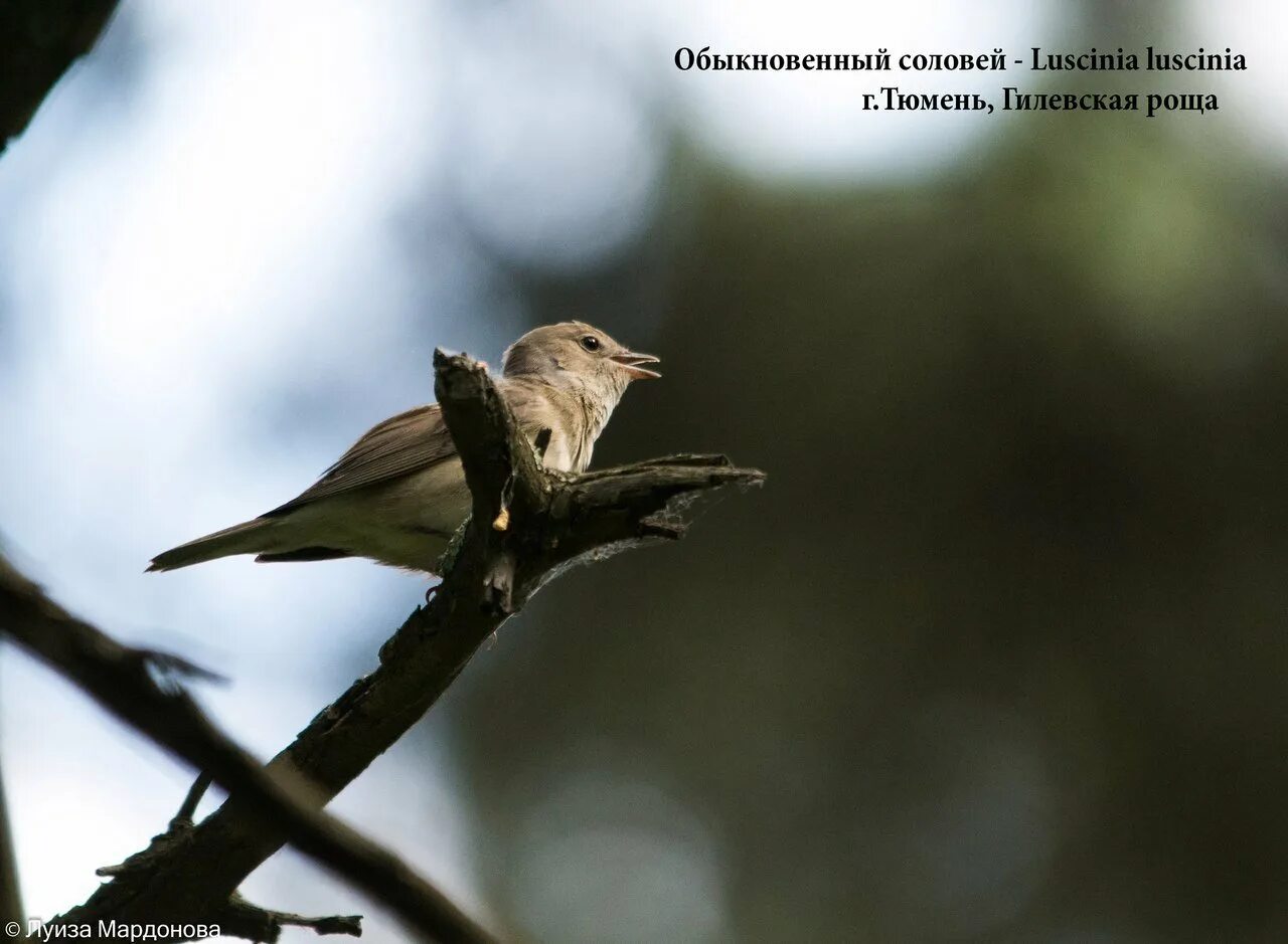 Обыкновенный Соловей Luscinia Luscinia. Соловьи в Тюменской области. Соловей Тюмень. Союз охраны птиц России соловьиные вечера.