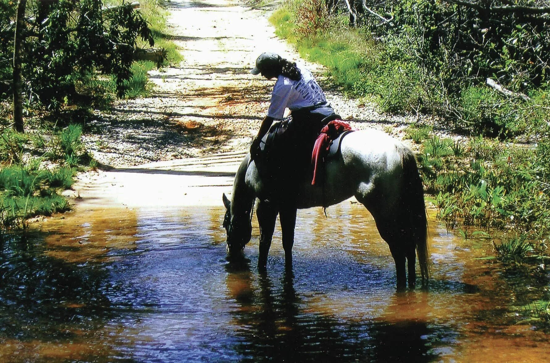 Лесные прогулки на лошадях. Катание на лошадях терапия. Катание на лошадях вдвоем. Лошадь на седле в лесу.