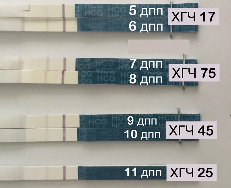 Тест на беременность 5 дневки. ХГЧ 6 ДПП эко. 7дпп пятидневки эко. Эко ХГЧ на 7 ДПП. ХГЧ эко 10 ДПП.