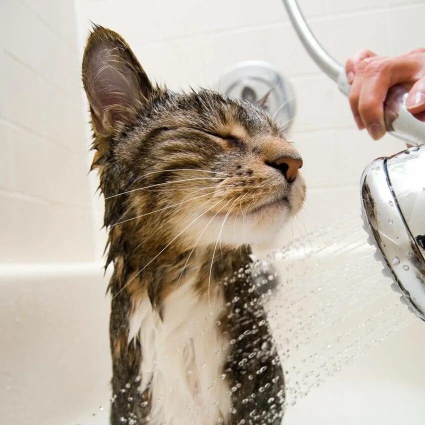 Мокрая кошка. Мокрый котенок. Кошку моют. Мокрая кошка фото. Cat washing