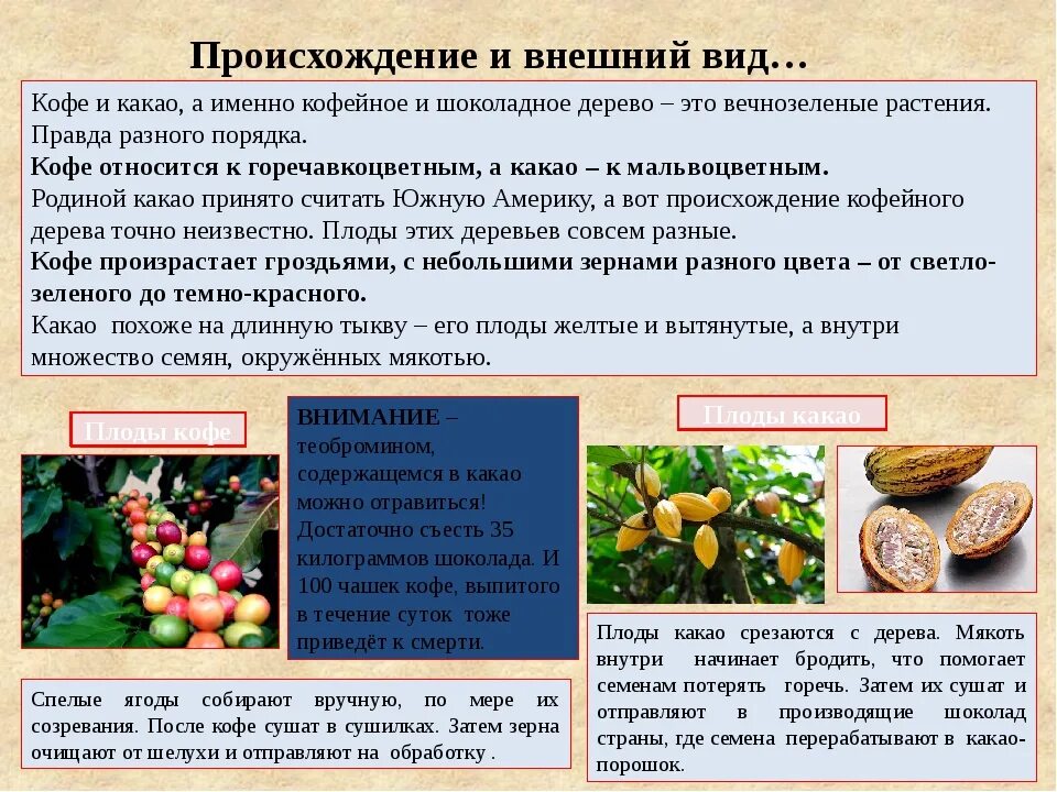 Шоколадное дерево южной америки. Какао и кофе разница растений. Какао-дерево. Какао бобы и кофе разница. Доклад о какао.