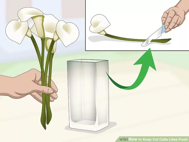 Сколько воды наливать тюльпанам в вазе. Каллы в вазе. Каллы размножение. Каллы в прозрачной вазе. Калла вытягиваются стебли.
