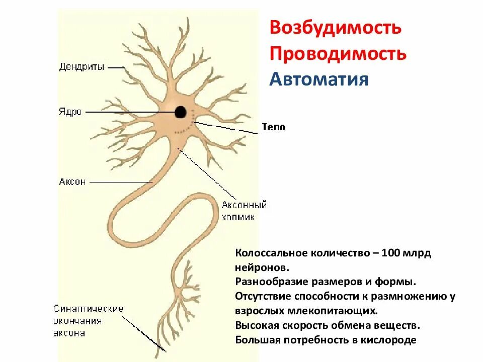 Нервная ткань строение и функции. Строение нервной ткани человека. Функции компонентов нервной ткани. Нервная ткань особенности строения нейрона.