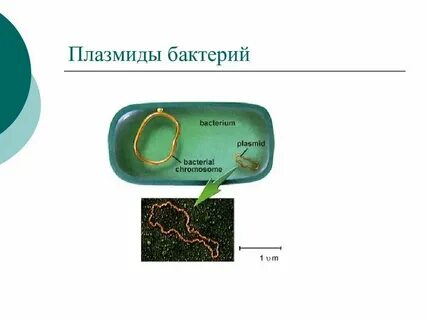 Строение плазмиды бактерий