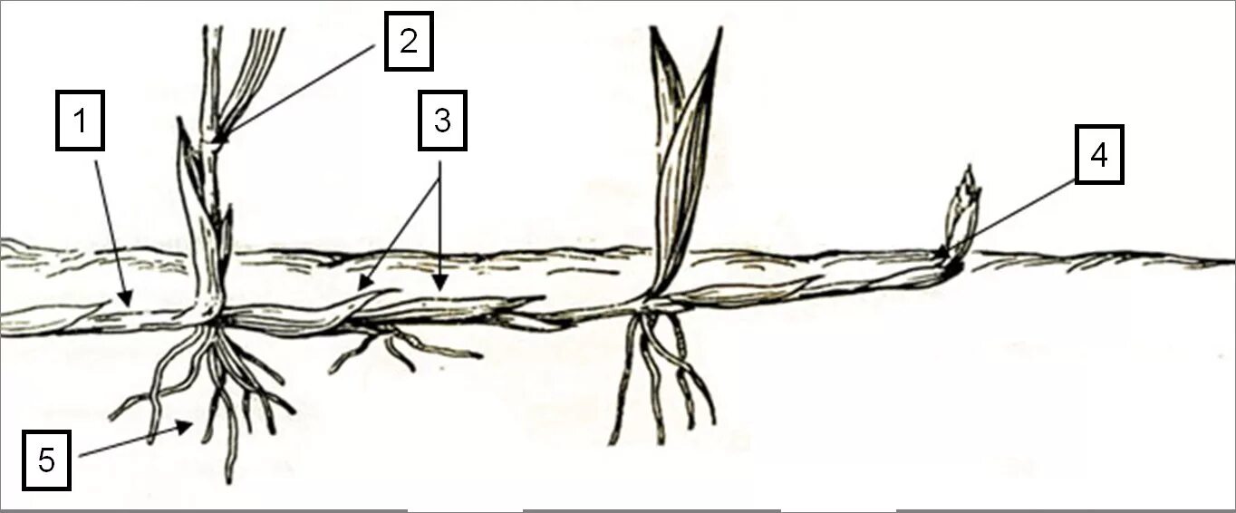 Корневище пырея схема. Корневище пырея ползучего строение. Строение корневища пырея. Строение корневища пырея схема. Побег из придаточной почки корня