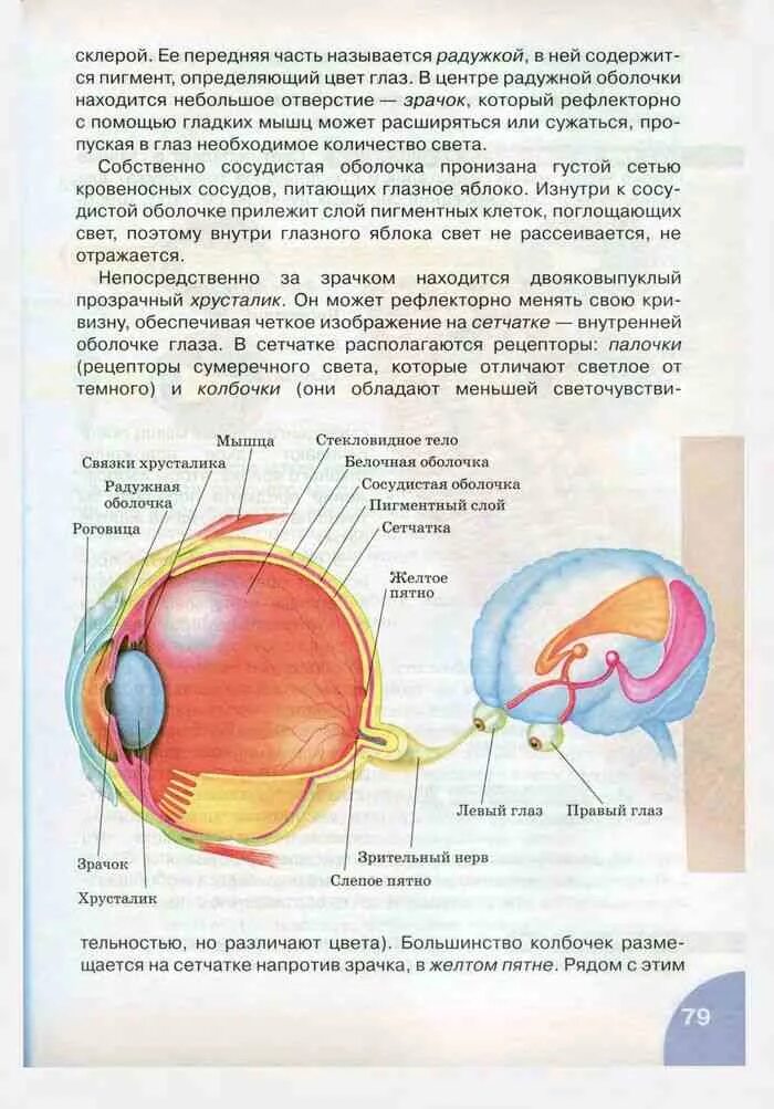 Зрительный анализатор слепое пятно. Строение зрительного анализатора человека 8 класс биология. Строение глаза человека 8 класс Сонин. Зрительный анализатор ЕГЭ биология. Место в сетчатке напротив зрачка
