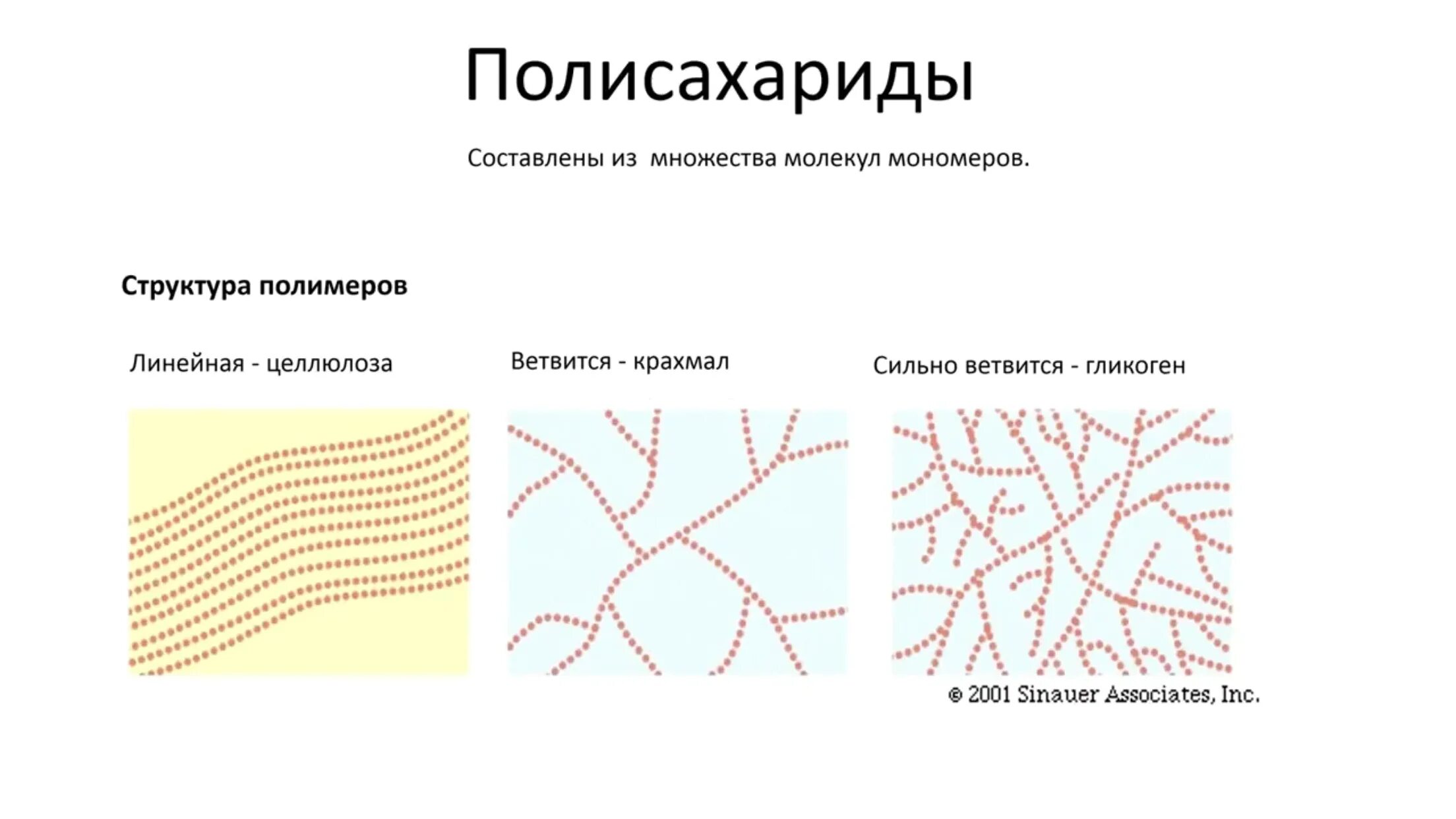 Полимерами не являются гликоген крахмал целлюлоза. Линейное строение целлюлозы. целлюлоза линейный полимер. полисахариды строение молекул. первичная и вторичная структура полисахаридов.