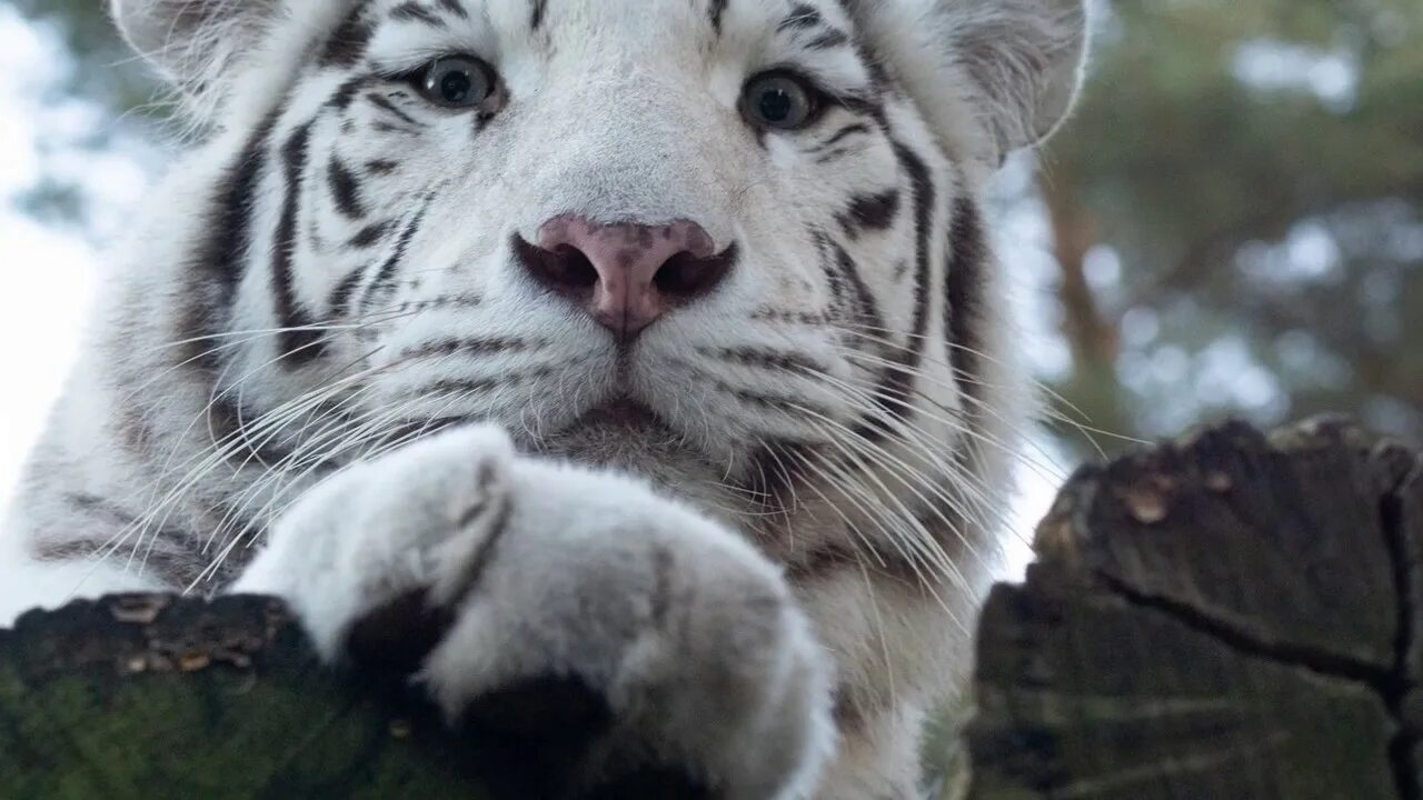 Лапка тигра. Белый тигр и бенгальский тигр. Лапы бенгальского тигра. Лапа белого тигра. Белый Тигренок.