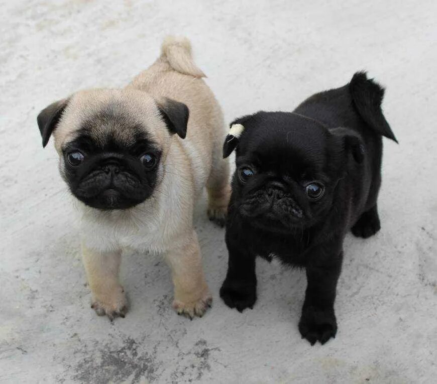 Мопс породы собак. Недорогие маленькие мопсы. Мопс стоим. Мопс маленький. Мопс стоим.