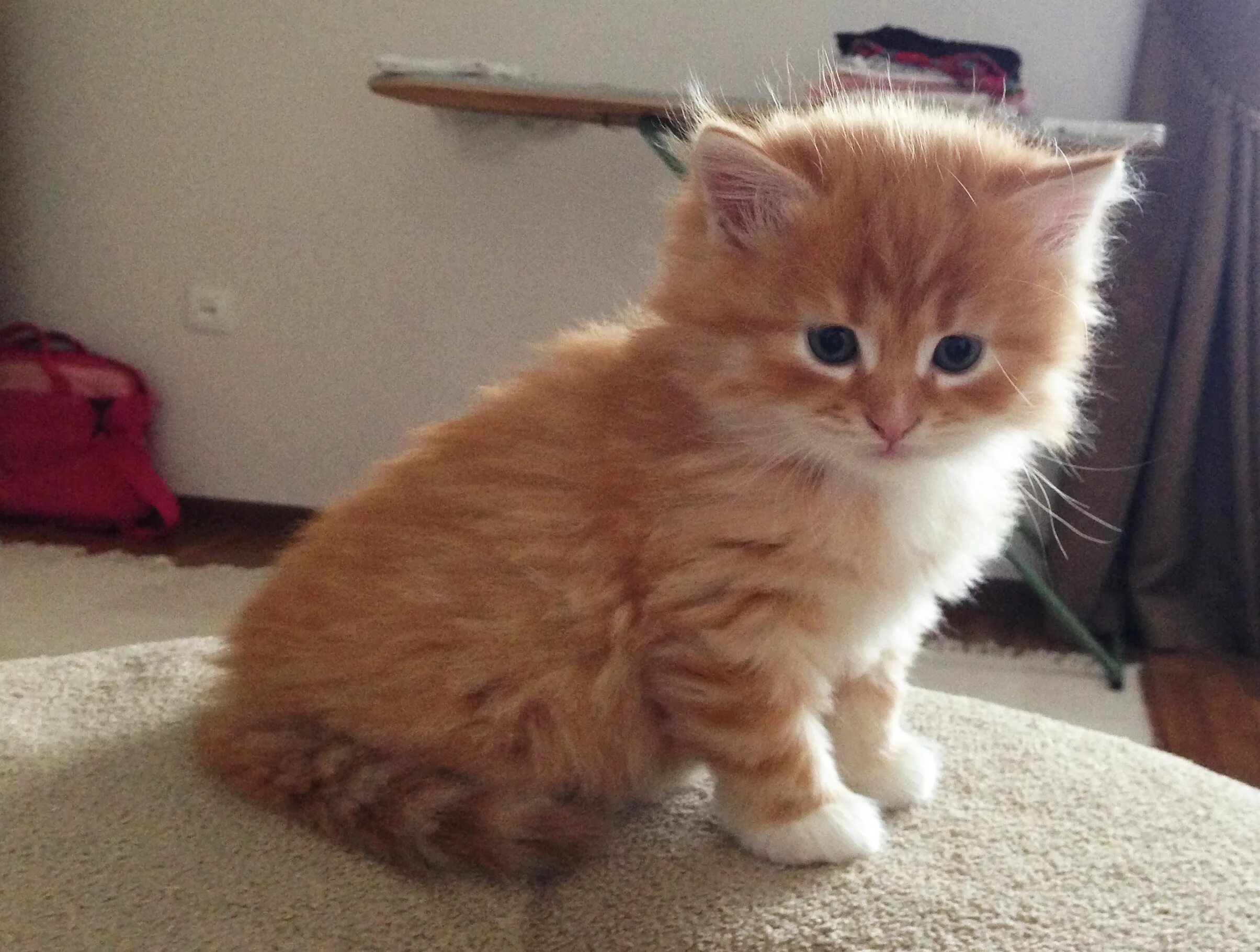 котята сибирской породы. сибирская порода кошек котята. рыжий котёнок. рыжий пушистый котенок. рыжий пушистый котенок.