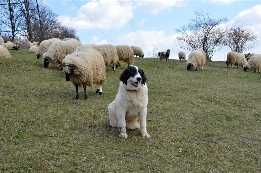 Пасу овечек. Южнорусская овчарка пасет овец. Порода собак Пастухов овец. Чабанская порода овец. Пастушья собака порода.