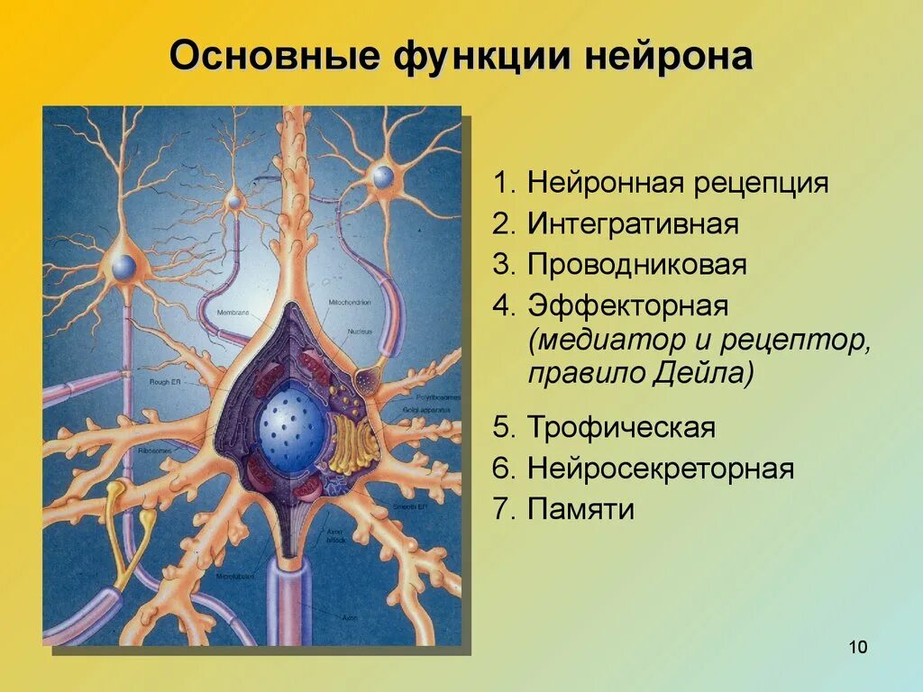 Основная особенность нервной ткани. Функции нервных клеток физиология. Функции нейрона. Роль нервной клетки. Нейрон физиология.