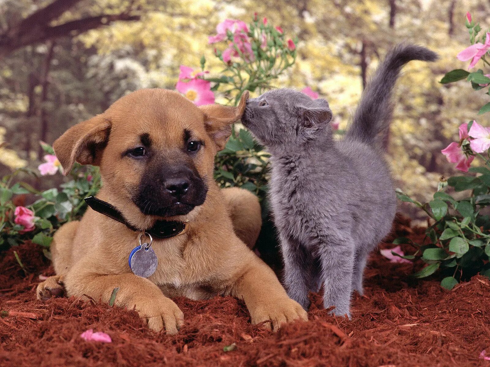 Dog and cat playing. Красивые собаки. Щенок и котенок. Обои щенки. Милые собачки и кошечки.